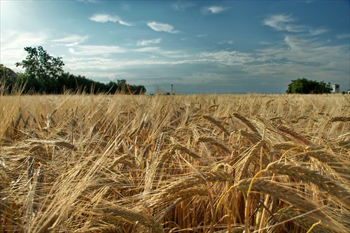 Dobra uroda