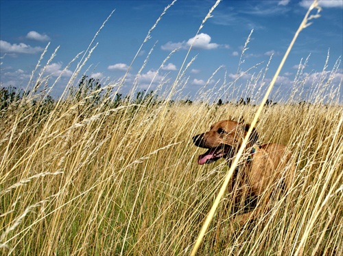 Rhodesian Ridgeback