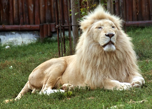 King Leon