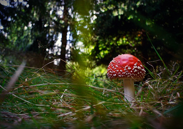 Muchotrávka cervená-Amanita muscaria