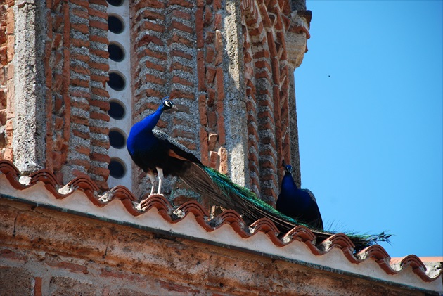 Pávy u sv. Nauma