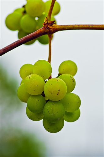 Bude vinobranie ?