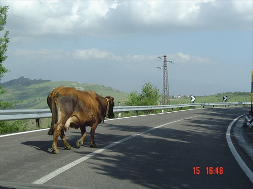 Ako išla krava na vandrovku