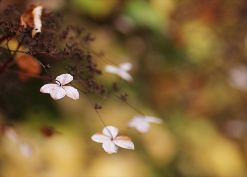 autumn flower