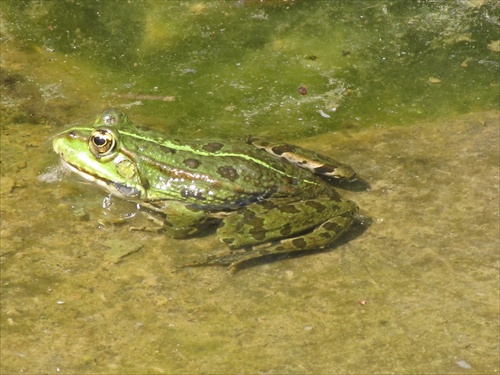 žabka