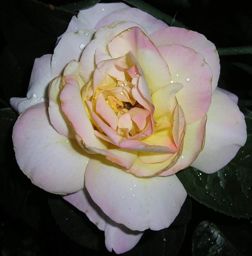 rosa