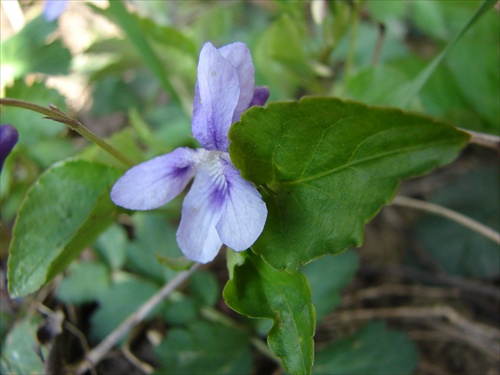 Violeta