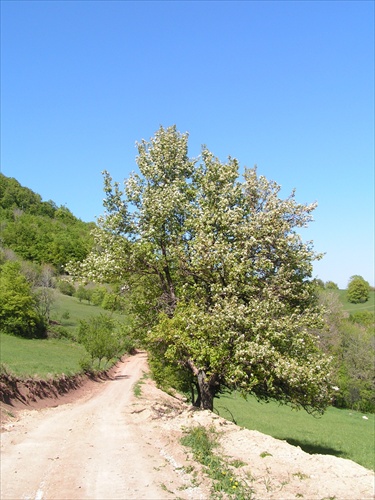 cestička...