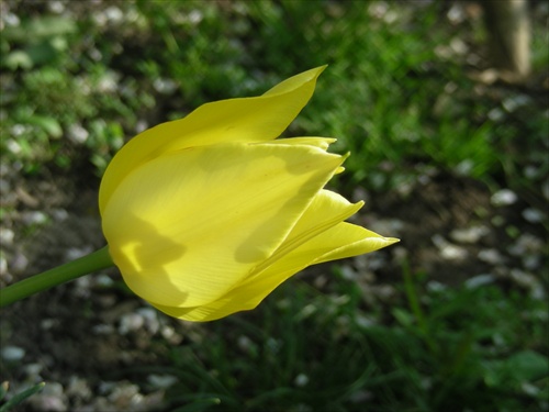 žltý tulipán