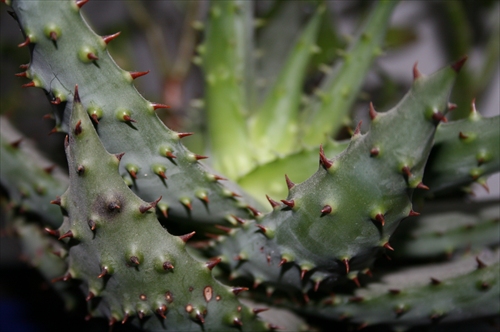 aloe