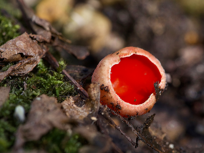 Sarcoscypha austriaca 2