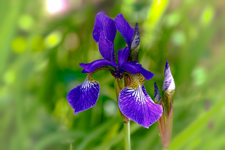 Iris unguicularis